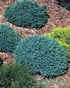 Eglė baltoji 'Echiniformis' (Picea glauca)