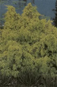 Vybornų medelynas - Kadagys ‘Pfitzeriana aurea‘ (Juniperus x media)