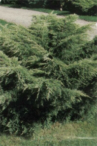 Vybornų medelynas - Kadagys ‘Pfitzeriana‘ (Juniperus x media)