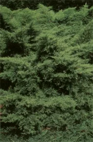 Vybornų medelynas - Kadagys ‘Mathot‘ (Juniperus x media)