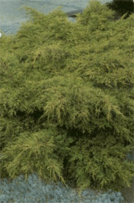 Vybornų medelynas - Kadagys ‘Gold coast‘ (Juniperus x media)