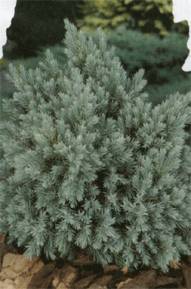 Vybornų medelynas - Kadagys žvynuotasis ‘Blue star‘ (Juniperus squamata)
