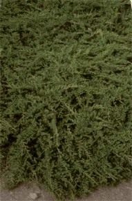 Vybornų medelynas - Kadagys padrikasis 'Douglasii' (Juniperus horizontalis)