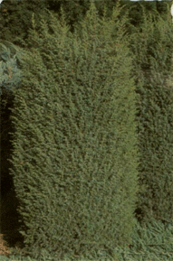 Vybornų medelynas - Kadagys paprastasis ‘Suecica‘ (Juniperus communis)