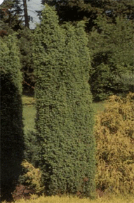 Vybornų medelynas - Kadagys paprastasis ‘Meyer‘ (Juniperus communis)