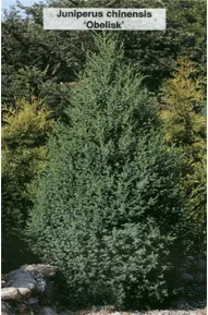 Vybornų medelynas - Kadagys kininis ‘Obelisk‘ (Juniperus chinensis)