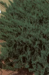 Vybornų medelynas - Kadagys padrikasis ‘Blue chip‘ (Juniperus horizontalis)