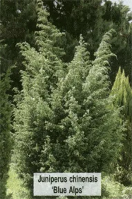 Vybornų medelynas - Kadagys kininis ‘Blue alps‘ (Juniperus chinensis)