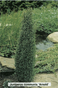 Vybornų medelynas - Kadagys paprastasis ‘Arnold‘ (Juniperus communis)