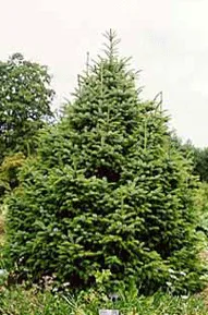 Eglė serbinė 'Nana' (Picea omorika)