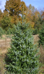 Eglė serbinė (Picea omorika)