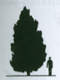 Vybornų medelynas - Pušis juodoji (pinus nigra)