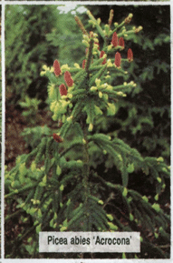 Eglė paprastoji 'Acrocona' (Picea abies)