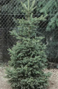 Eglė paprastoji 'Will’s Zwerg' (Picea abies)