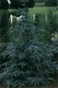 Eglė dygioji 'Koster' (Picea pungens)