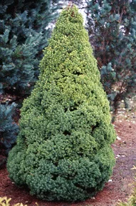 Eglė baltoji 'Conica' (Picea glauca)