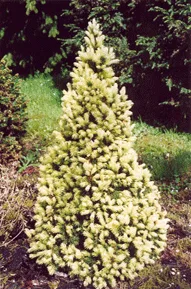 Eglė baltoji 'J.W.Daisy’s White' (Picea glauca)