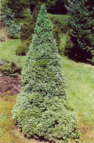 Eglė baltoji 'Sander’s Blue' (Picea glauca)