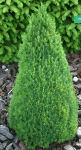 Eglė baltoji 'Laurin' (Picea glauca)