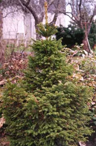 Eglė paprastoji 'Remontii' (Picea abies)