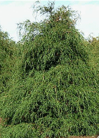 Puskiparisis žirniavaisis ‘Filifera’ (Chamaecyparis pisifera)