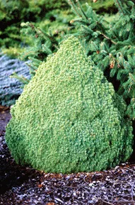 Eglė baltoji 'Alberta Globe' (Picea glauca)