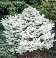 Eglė dygioji 'Glauca Globosa' (Picea pungens)