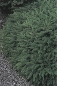 Eglė paprastoji 'Repens' (Picea abies)