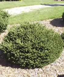 Eglė paprastoji 'Pumila' (Picea abies)