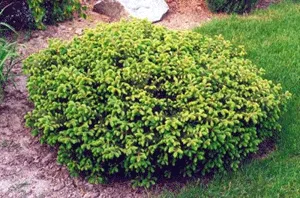 Eglė paprastoji 'Procumbens' (Picea abies)