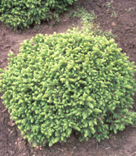 Eglė paprastoji 'Nidiformis' (Picea abies)