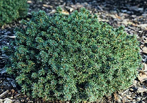 Eglė paprastoji 'Little Gem' (Picea abies)