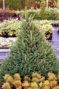 Eglė paprastoji 'Ohlendorfii' (Picea abies)