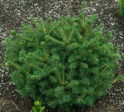 Eglė paprastoji 'Maxwellii' (Picea abies)
