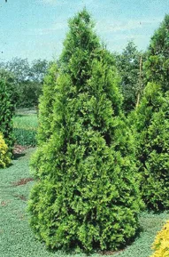 Tuja vakarinė 'Brabant' (Thuja occidentalis)