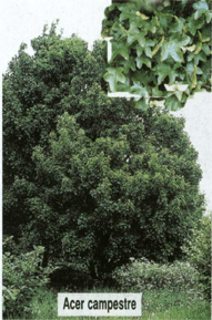 Klevas laukinis (Acer Campestre)