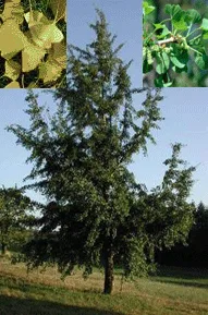 Ginkmedis dviskiautis (Ginkgo biloba)