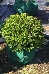 Buksmedis smulkialapis 'Faulkner' (Buxus microphylla)