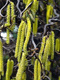 Lazdynas paprastasis 'Contorta' (Corylus avellana)