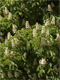 Kaštonas (Aesculus hippocastanum)