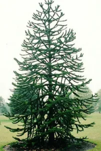 Araukarija čilinė (Araucaria araucana)