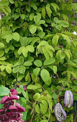 Akebija stambiavaisė (Akebia quinata)