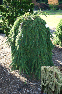 Eglė svyruoklinė 'Inversa' (Picea abies)