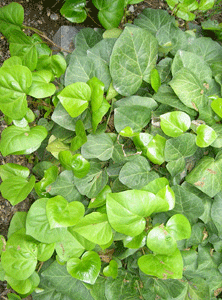 Gebenė kolchidinė (Hedera colchica)