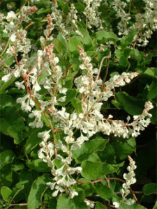 Rūgtis baldžuaninė (Polygonum baldschuanicum)