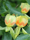 Tulpmedis gelsvažiedis (Liriodendron tulipifera)