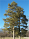 Vybornų medelynas - Pušis paprastoji (Pinus sylvestris)