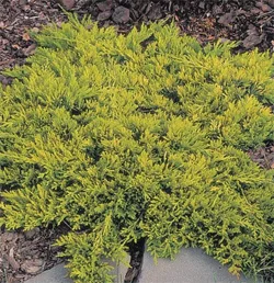Vybornų medelynas - Kadagys gulsčiasis ‚Golden Carpet‘ (Juniperus horizontalis)