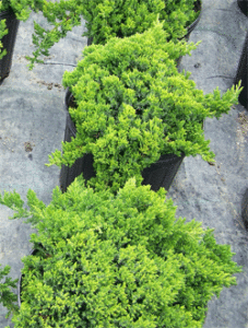 Vybornų medelynas - Kadagys pajūrinis ‚Nana‘ (Juniperus procumbens)