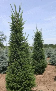 Eglė paprastoji ‚Cupressina‘ (Picea abies)